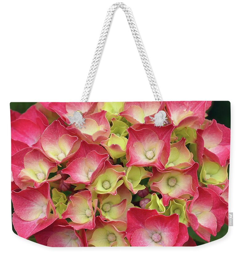 Hydrangea Weekender Tote Bag featuring the photograph Young French Hydrangea by Maria Meester