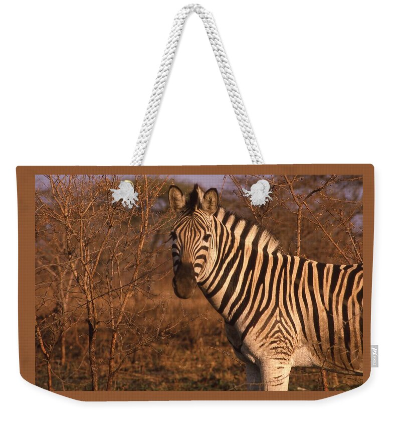 Africa Weekender Tote Bag featuring the photograph Zebra Portrait at Sunset by Russ Considine