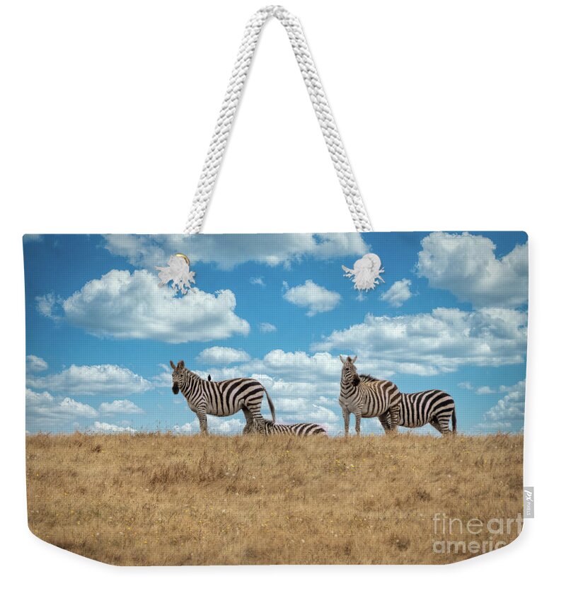 Zebra Weekender Tote Bag featuring the photograph Zebras in San Simeon by Mimi Ditchie