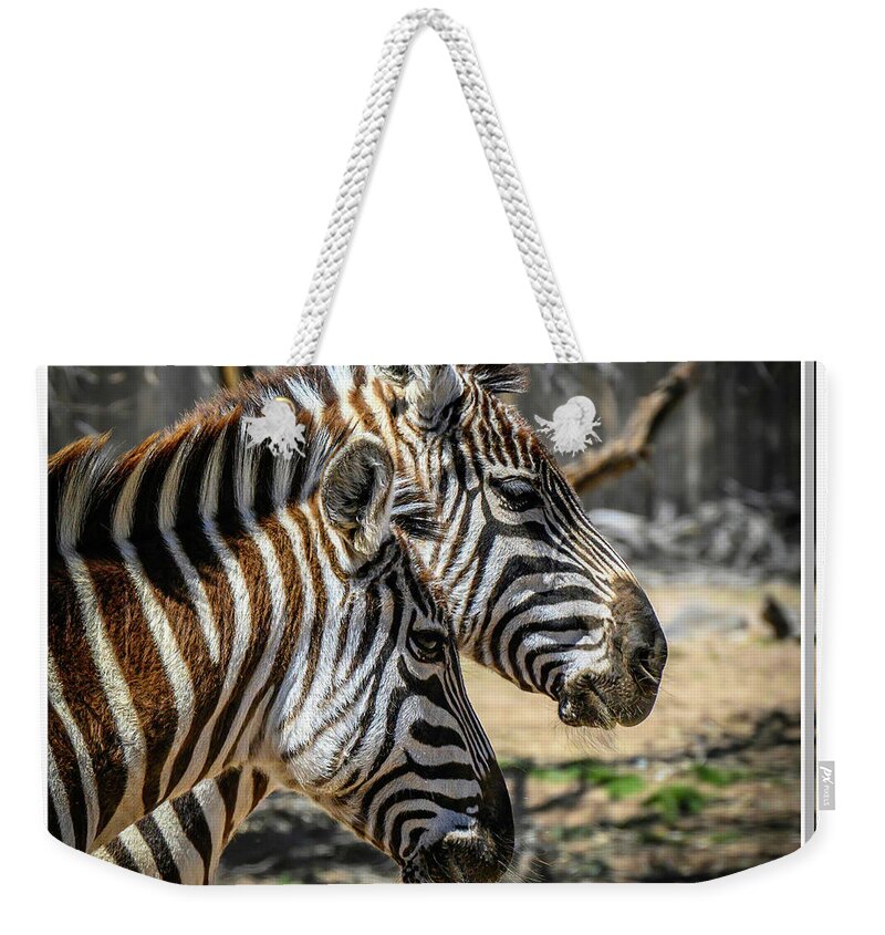 Zebra Weekender Tote Bag featuring the photograph Zebras by Will Wagner