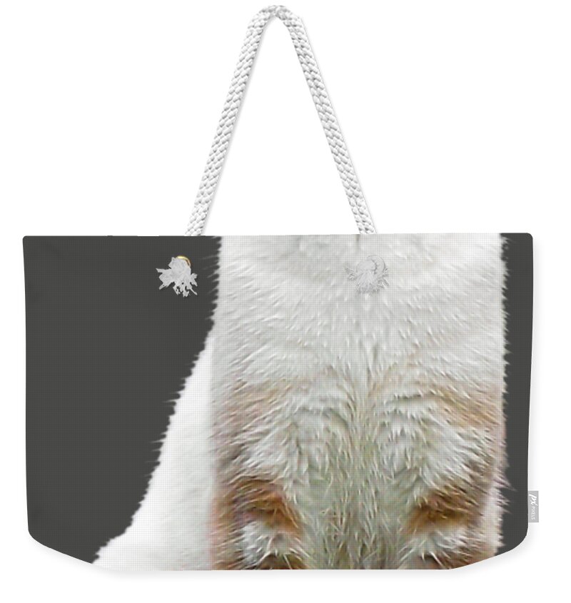 Duane Mccullough Weekender Tote Bag featuring the photograph Zing the Cat Clear by Duane McCullough