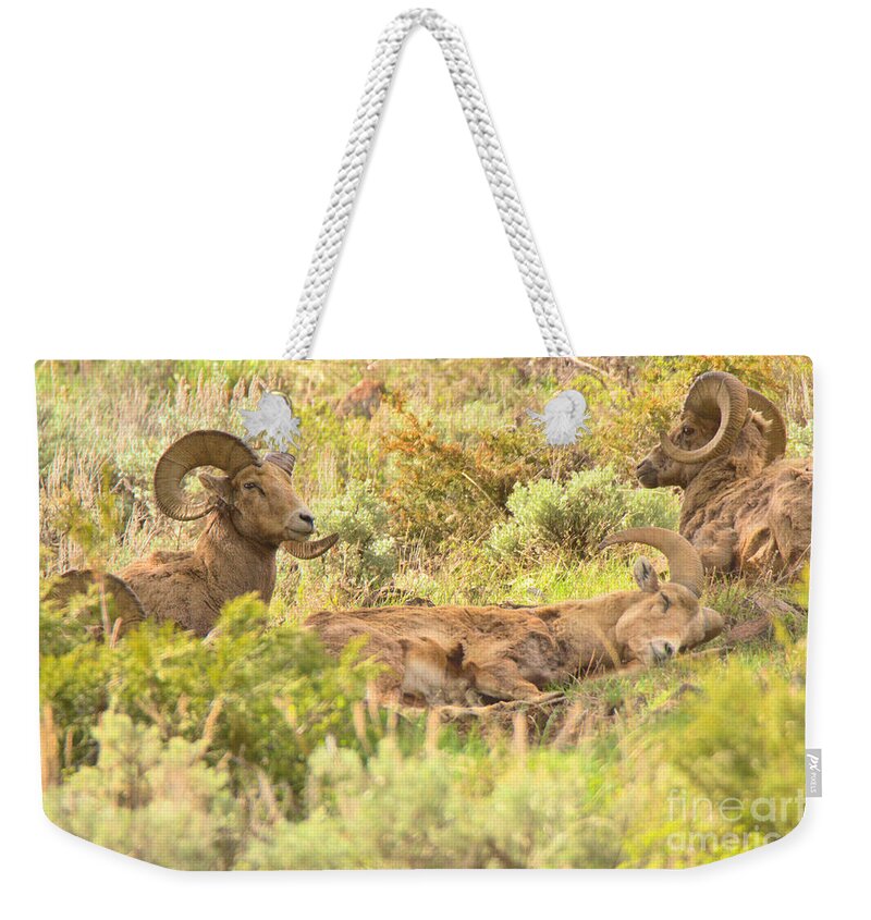 Bighorn Weekender Tote Bag featuring the photograph Zonked Out by Adam Jewell