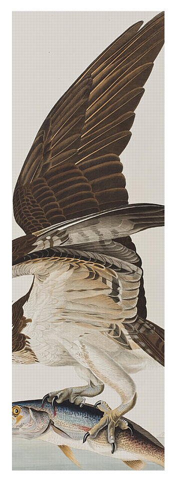 Fish Hawk or Osprey Yoga Mat by John James Audubon - Fine Art America