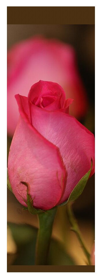 Sweet Pea Pink Rosebud by Diann Fisher