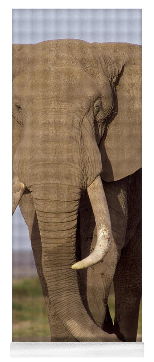 Feb0514 Yoga Mat featuring the photograph African Elephant Bull Amboseli #1 by Gerry Ellis