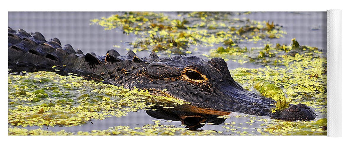 Alligator Yoga Mat featuring the photograph Alligator in Algae #1 by Al Powell Photography USA