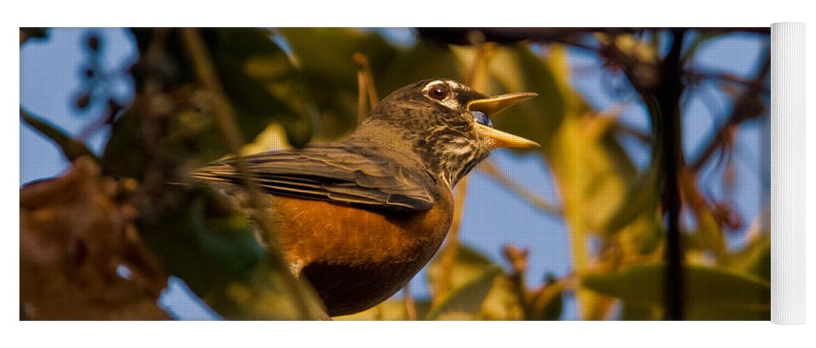American Robin Yoga Mat featuring the photograph American Robin #1 by Ron Sanford
