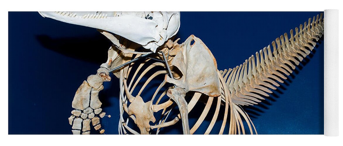 Nature Yoga Mat featuring the photograph Atlantic Bottlenose Dolphin Skeleton #1 by Millard H. Sharp