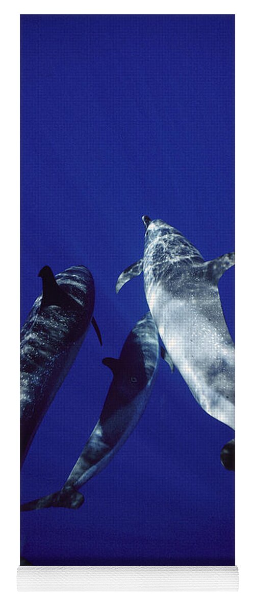 Feb0514 Yoga Mat featuring the photograph Atlantic Spotted Dolphin Adults #1 by Flip Nicklin