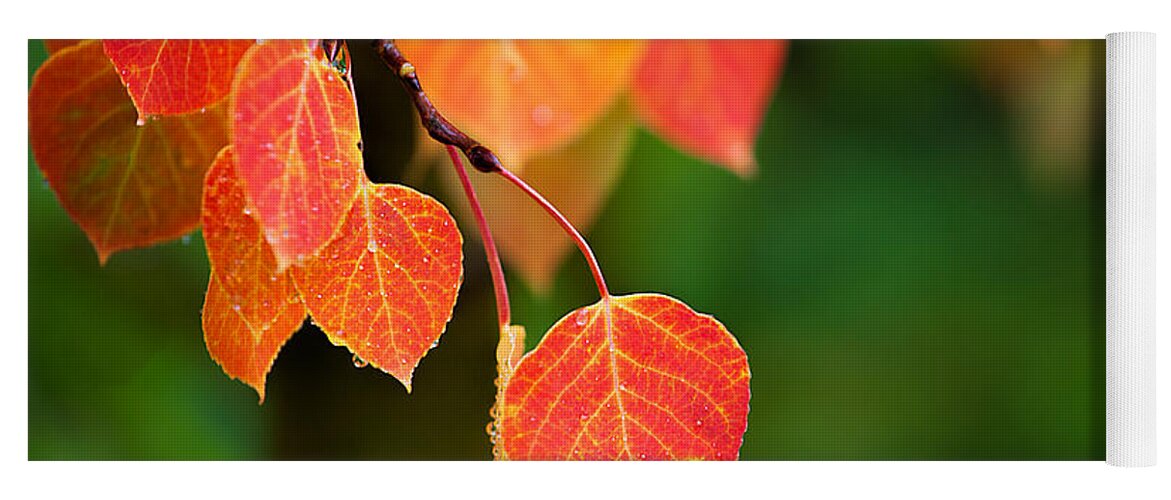 Autumn Colors Yoga Mat featuring the photograph Autumn Curtain by Jim Garrison
