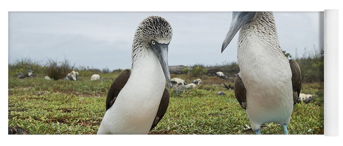 531683 Yoga Mat featuring the photograph Blue-footed Booby Pair Courting #1 by Tui De Roy