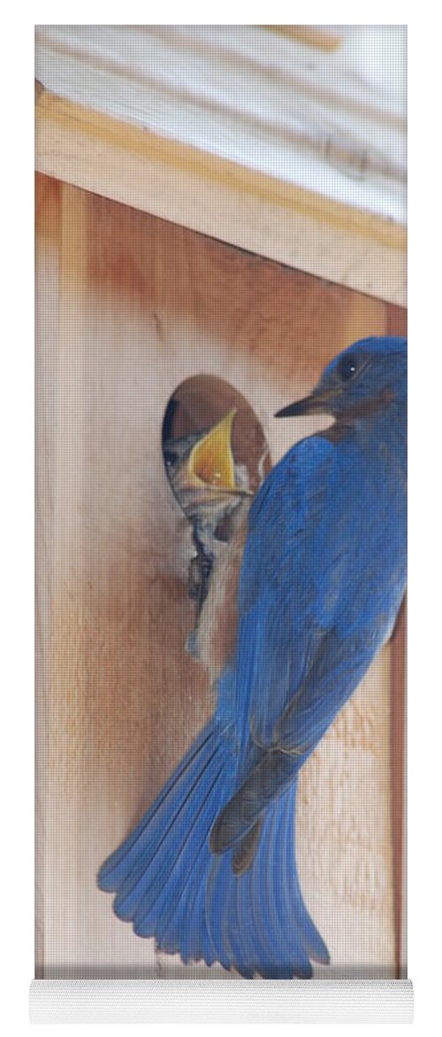 Bird Yoga Mat featuring the photograph Bluebird of Happiness by Kenny Glover