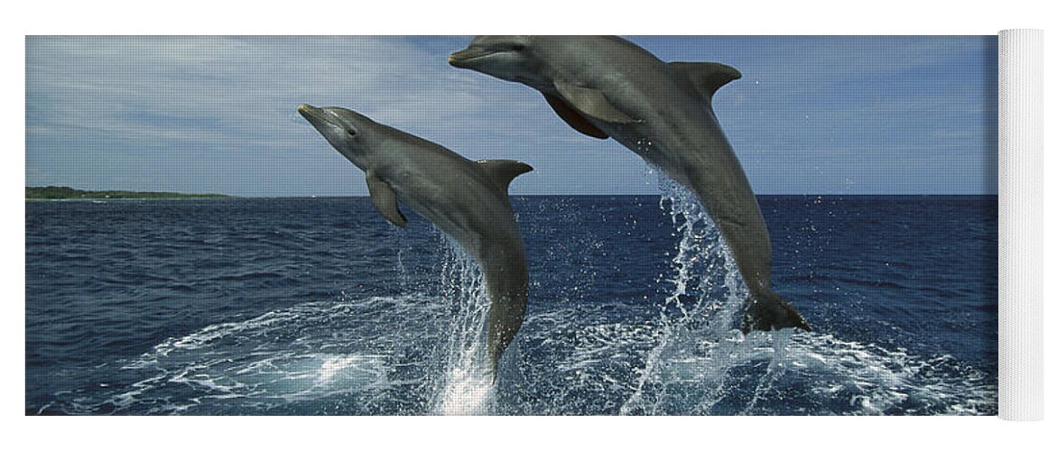 Feb0514 Yoga Mat featuring the photograph Bottlenose Dolphin Pair Leaping Honduras #1 by Konrad Wothe