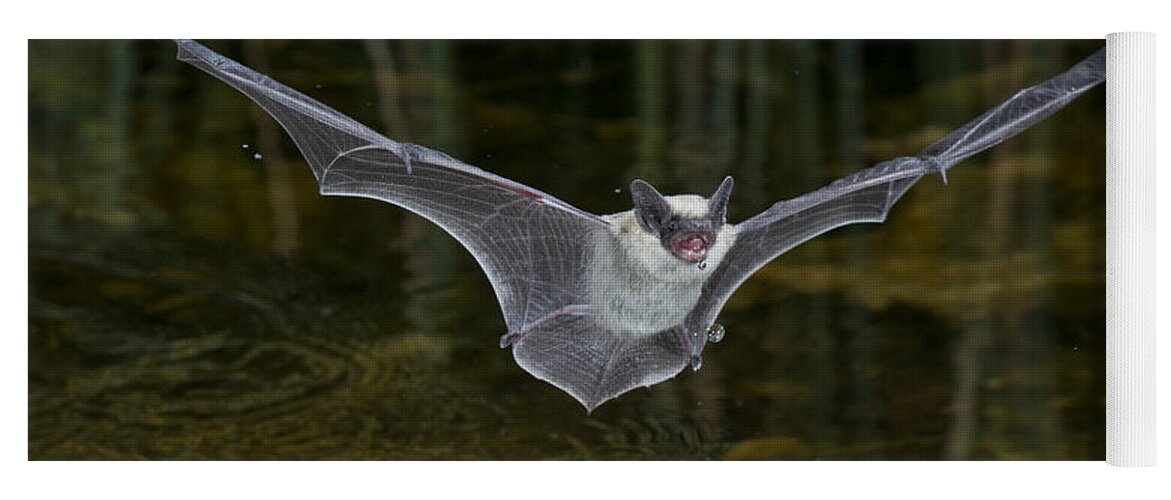 American Wildlife Yoga Mat featuring the photograph Canyon Bat #1 by Anthony Mercieca