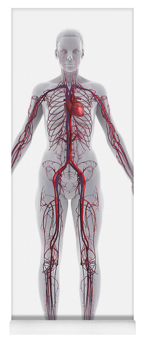 Veins Yoga Mat featuring the photograph Cardiovascular System #1 by Science Picture Co
