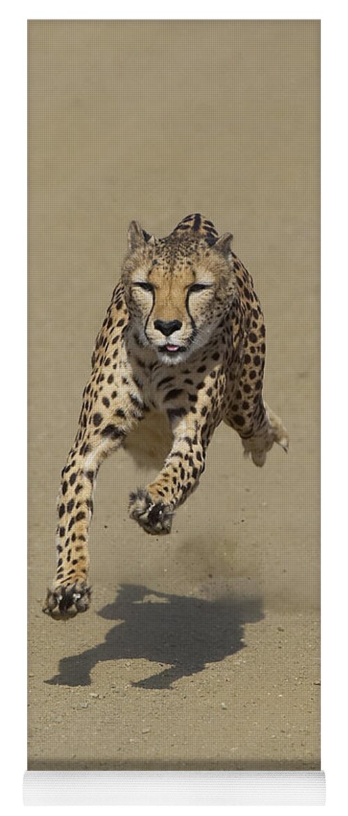 Feb0514 Yoga Mat featuring the photograph Cheetah Running #1 by San Diego Zoo
