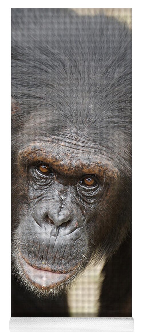 Hiroya Minakuchi Yoga Mat featuring the photograph Chimpanzee Portrait Ol Pejeta by Hiroya Minakuchi