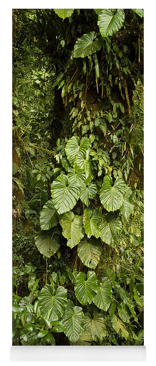 Costa Rica Yoga Mat featuring the photograph Costa Rica Rain Forest #1 by Carrie Cranwill
