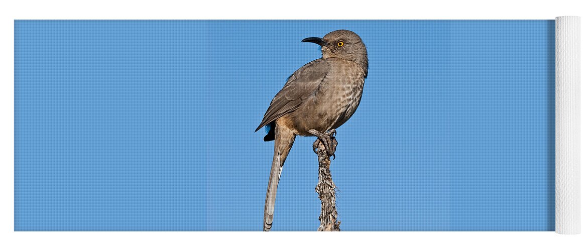Animal Yoga Mat featuring the photograph Curve-Billed Thrasher #1 by Jeff Goulden