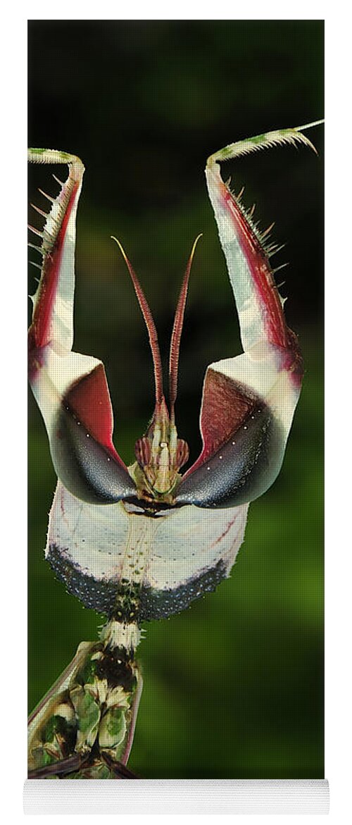 Thomas Marent Yoga Mat featuring the photograph Devils Praying Mantis In Defensive #1 by Thomas Marent