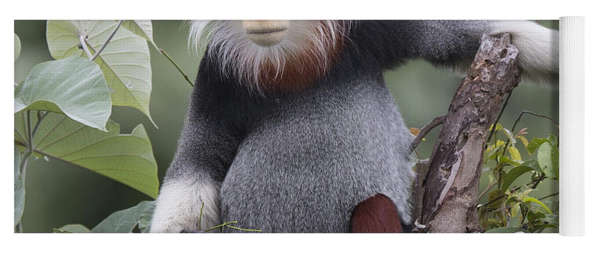 Cyril Ruoso Yoga Mat featuring the photograph Douc Langur Male Vietnam #1 by Cyril Ruoso