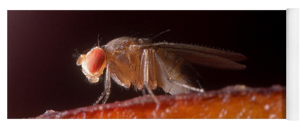 Animal Yoga Mat featuring the photograph Drosophila On Fruit #1 by Robert Noonan