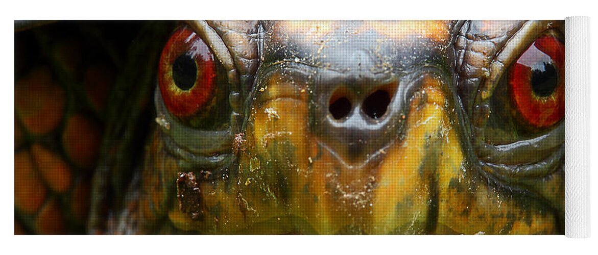 Eastern Box Turtle Yoga Mat featuring the photograph Eastern Box Turtle 2 by Michael Eingle