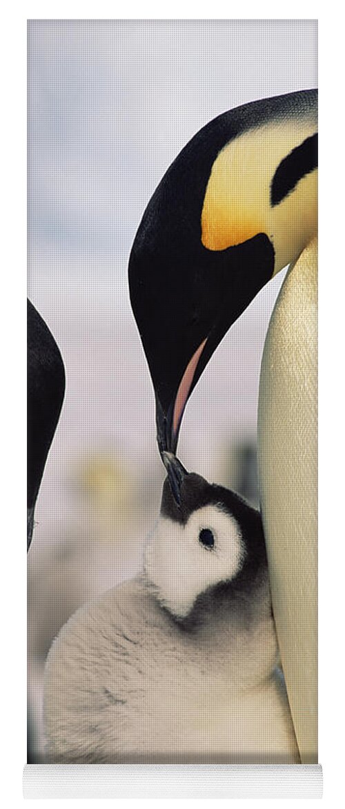 Feb0514 Yoga Mat featuring the photograph Emperor Penguin Parents With Chick #1 by Konrad Wothe
