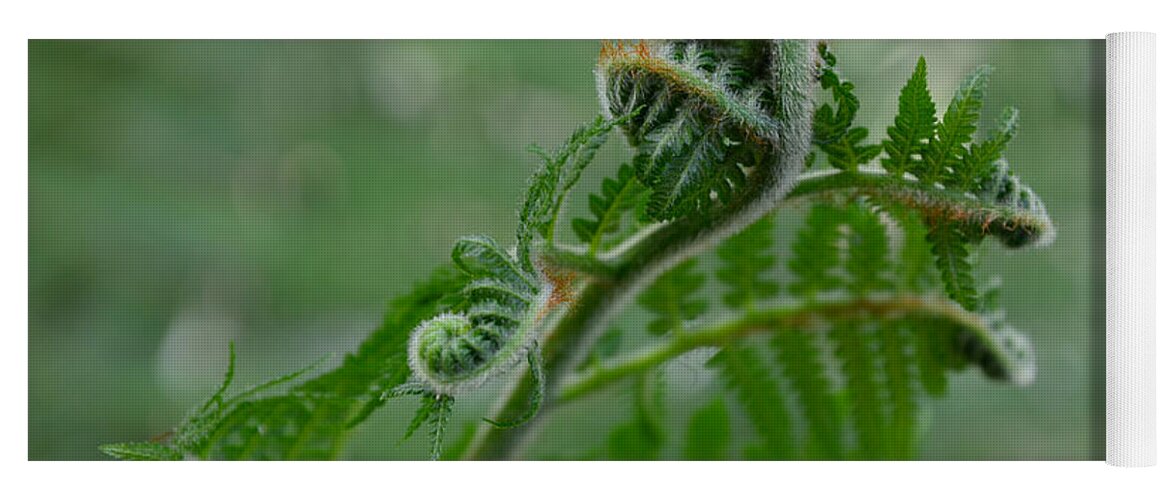 Fern Yoga Mat featuring the photograph Fiddle Fern #1 by Robert Meanor