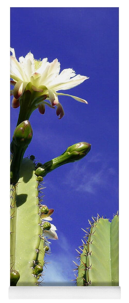 Cactus Yoga Mat featuring the photograph Flowering Cactus 2 by Mariusz Kula