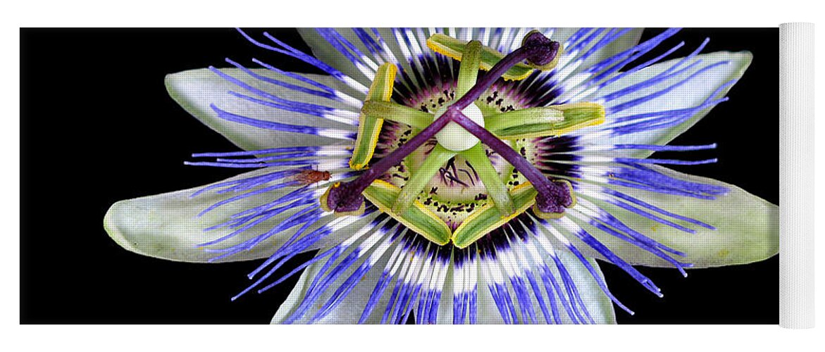 Passion Flower Yoga Mat featuring the photograph Fly's Passion by Jennie Breeze