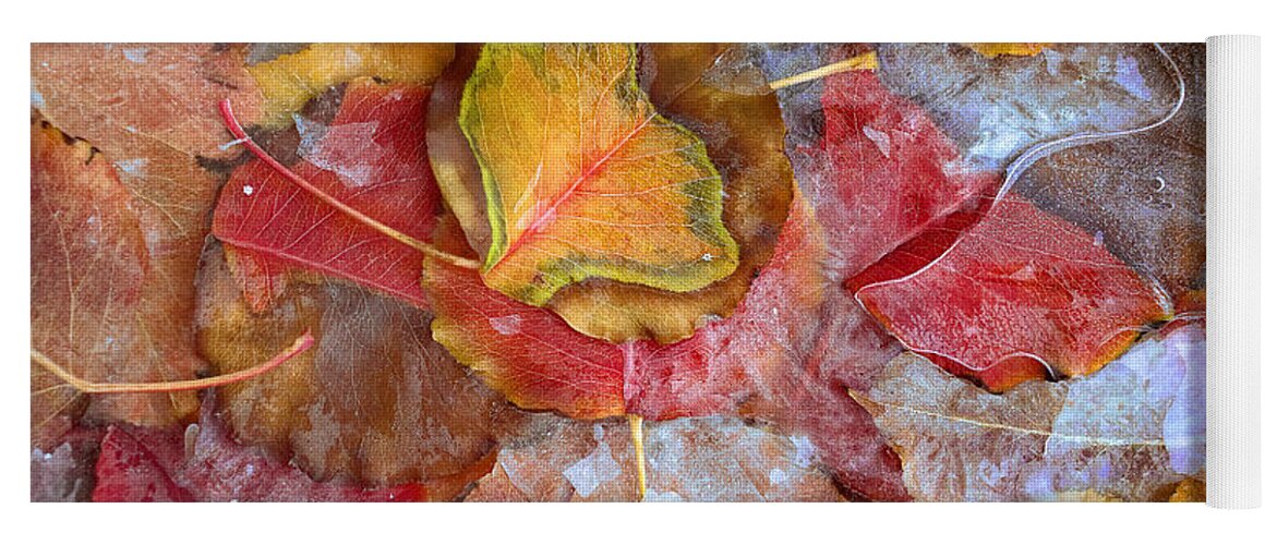 Feb0514 Yoga Mat featuring the photograph Frozen Cottonwood Leaves North America #1 by Tim Fitzharris