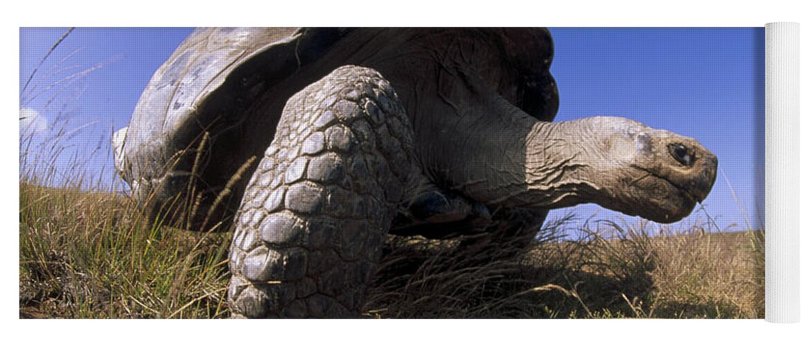 Feb0514 Yoga Mat featuring the photograph Galapagos Giant Tortoise On Alcedo #1 by Tui De Roy