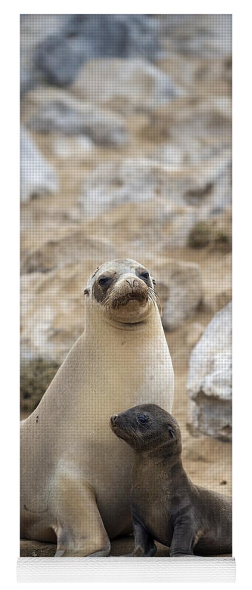 Tui De Roy Yoga Mat featuring the photograph Galapagos Sea Lion And Pup Champion by Tui De Roy