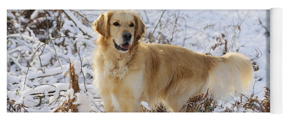 Dog Yoga Mat featuring the photograph Golden Retriever In Snow #1 by John Daniels