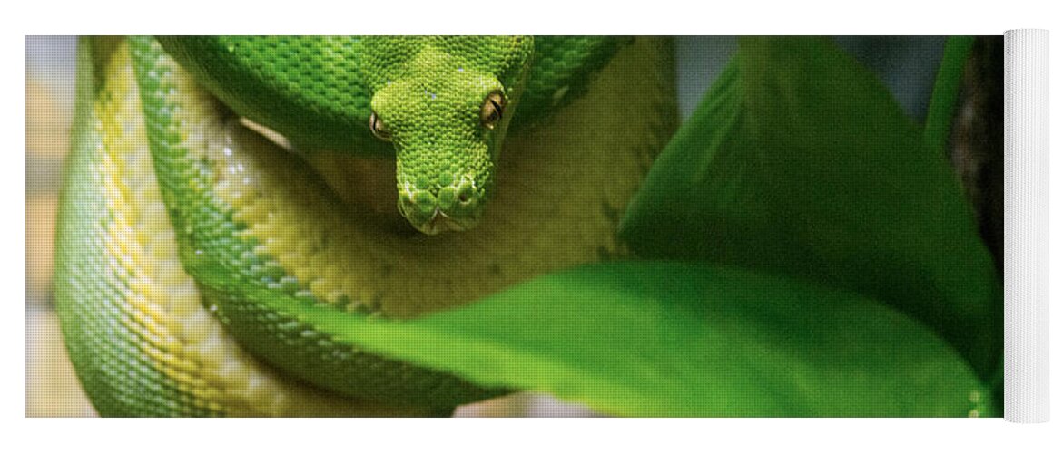 Green Yoga Mat featuring the photograph Handsome Green Python by Douglas Barnett