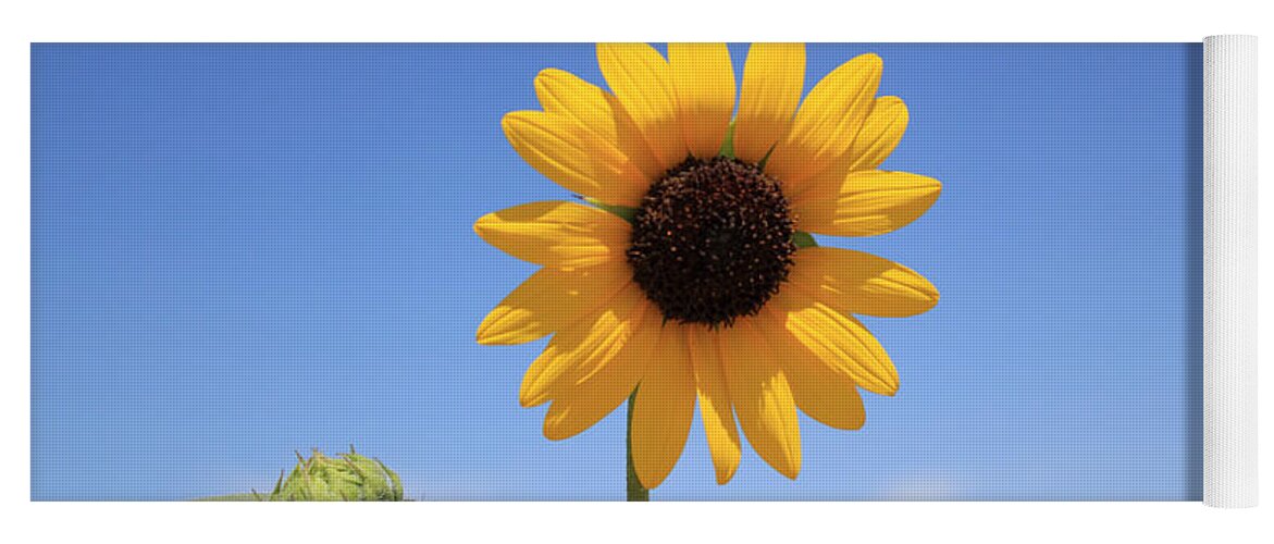 Sunflower Yoga Mat featuring the photograph Hey Bud by Shane Bechler