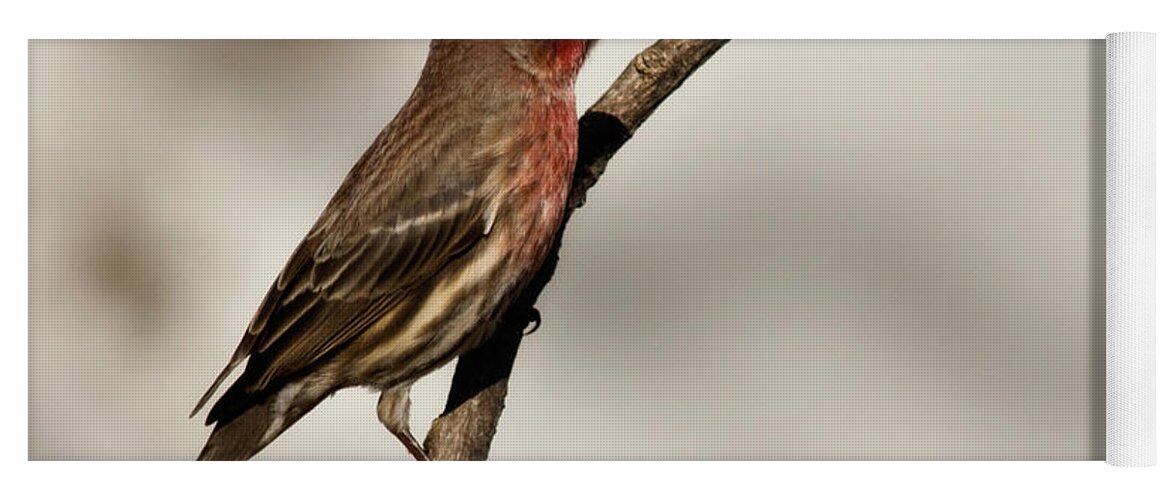 carpodacus Mexicanus Yoga Mat featuring the photograph House Finch by Lana Trussell