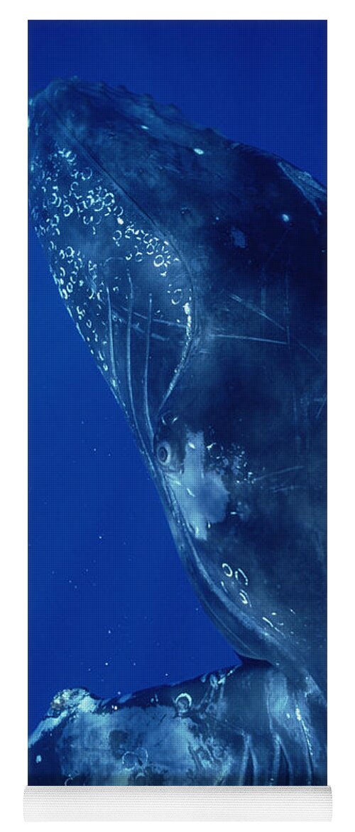 Feb0514 Yoga Mat featuring the photograph Humpback Whale Close Up Of Friendly #1 by Flip Nicklin