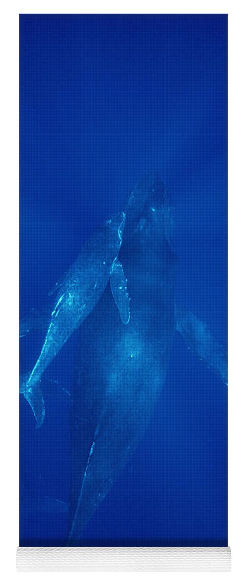 Feb0514 Yoga Mat featuring the photograph Humpback Whale Cow Calf And Male Escort by Flip Nicklin