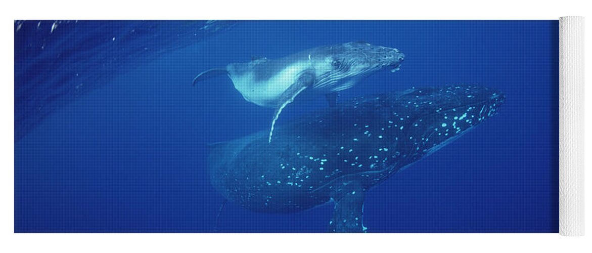 Feb0514 Yoga Mat featuring the photograph Humpback Whale Mother And Calf Tonga by Flip Nicklin