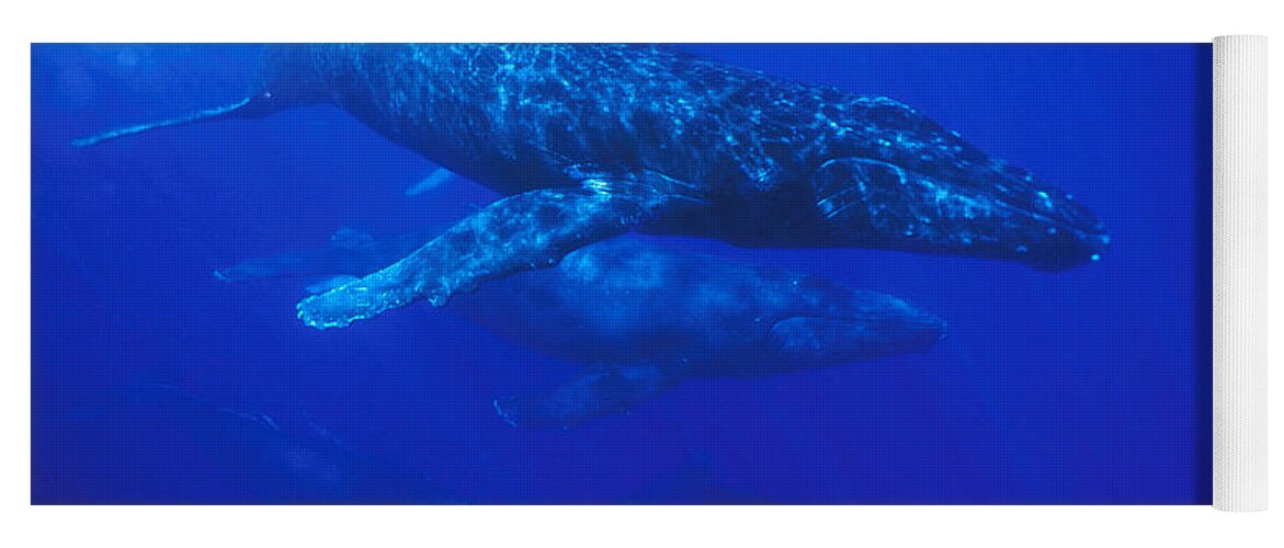 Feb0514 Yoga Mat featuring the photograph Humpback Whale Traveling Group Maui #1 by Flip Nicklin