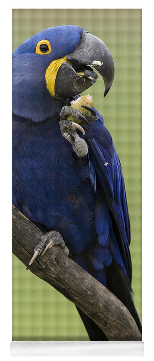 Suzi Eszterhas Yoga Mat featuring the photograph Hyacinth Macaw Eating Palm Nut by Suzi Eszterhas