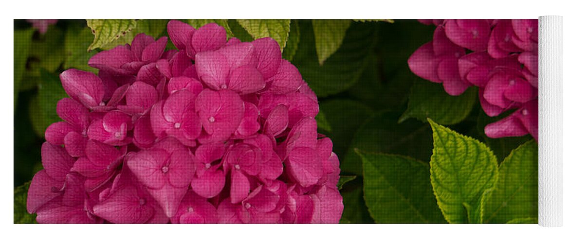 Hydrangea Yoga Mat featuring the photograph Hydrangea #1 by Weir Here And There