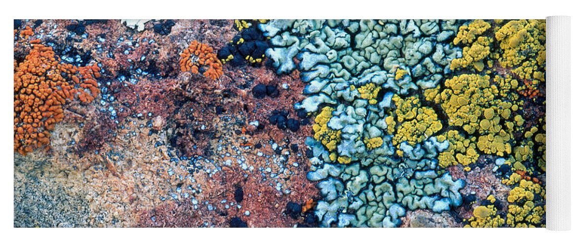 Caloplaca Yoga Mat featuring the photograph Lichens On A Rock #1 by William H. Mullins