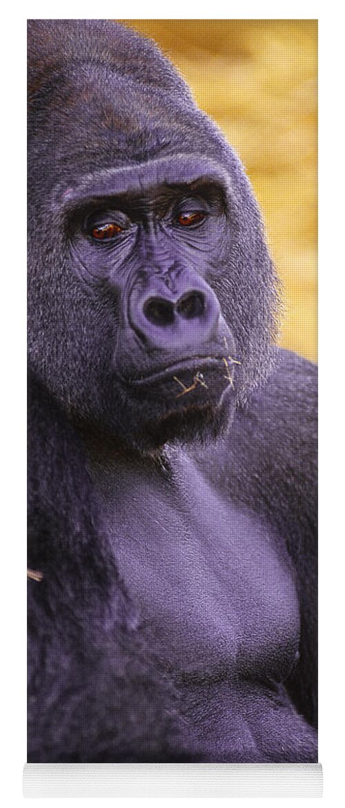 Gorilla Yoga Mat featuring the photograph Lowland Gorilla #1 by Art Wolfe