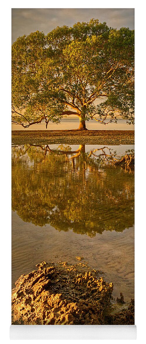 2013 Yoga Mat featuring the photograph Mangrove Tree #1 by Robert Charity
