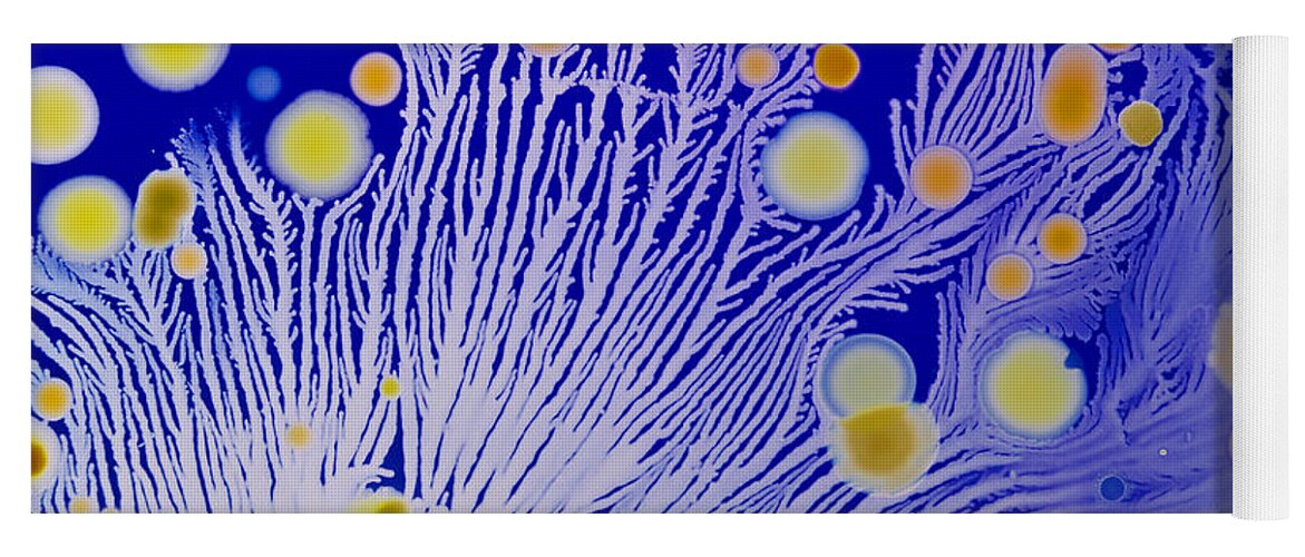 Bacteria Yoga Mat featuring the photograph Marine Actinomycetes #1 by Charlotte Raymond