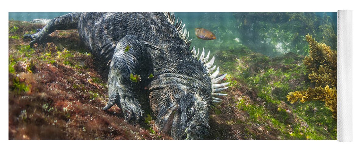 Tui De Roy Yoga Mat featuring the photograph Marine Iguana Feeding On Algae Punta #1 by Tui De Roy