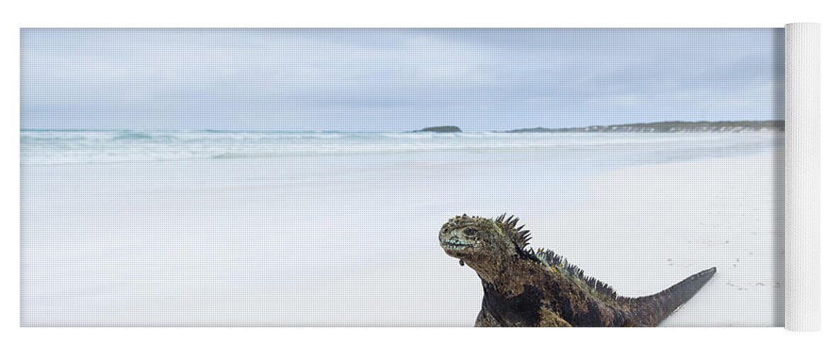 Tui De Roy Yoga Mat featuring the photograph Marine Iguana Turtle Bay Santa Cruz #1 by Tui De Roy